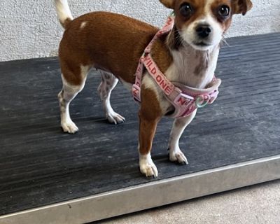 Hello I'm Bonny! I am full of excitement to find my forever home. I have plenty of energy with lots of love to give. For being new at SGVHS I have already started making fur friends alongside my sibling. If you have an interest in meeting me please come down to the shelter and book an appointment to meet me. Primary Color: Brown Secondary Color: White Weight: 7.5lbs Age: 2yrs 0mths 1wks Animal ...