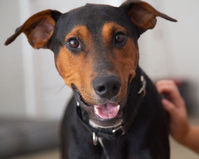 Elvis - Doberman Pinscher Mix Male Dog for Adoption