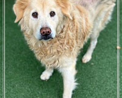 MOLLY (R) - Golden Retriever Female for Adoption