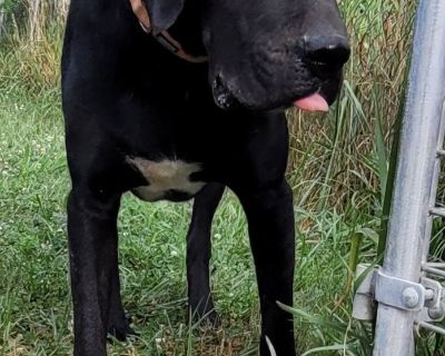 Comet - Great Dane & Treeing Walker Coonhound Mix Male Dog for Adoption