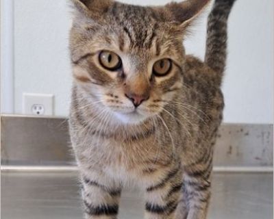 Oliver - Male Kitten Domestic Cat for Adoption