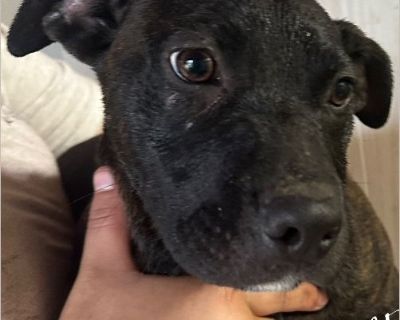 Rose - Female Puppy American Bulldog mix for Adoption
