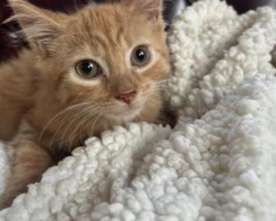 Charlie - Siberian Female Kitten For Sale