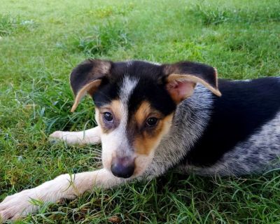 Alexander - Australian Cattle Dog / Blue Heeler & Labrador Retriever Mix Male Puppy for Adoption