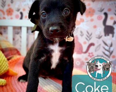 This cutie is Coke Soda. She is currently 1 1/2 months old and weighs approximately 2 pounds. We think they may be a Labrador Retriever / Chihuahua mix*, but with rescue its a guess! What matters most is that they are adorable and are one the MOST desperate in the entire US based on statistics for where this puppy is from. Shelters in this area are having to euthanize puppies. So, this puppy ne...