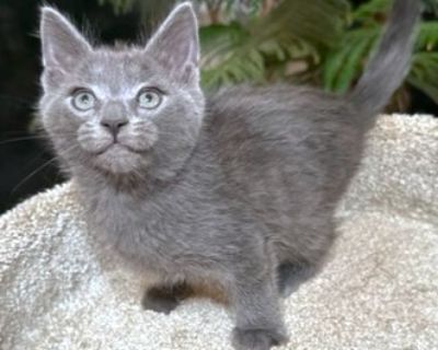 SILVER FOX - Russian Blue & Siamese Mix Male Cat for Adoption