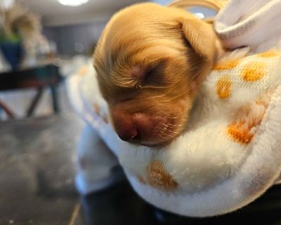 3 Male and 6 Female Golden Retriever Puppies for Sale