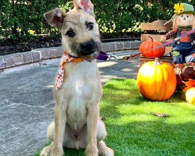 Scruff - Border Terrier & Terrier Mix Male Dog for Adoption