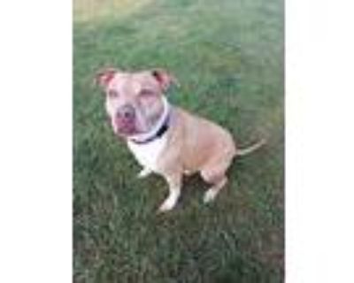 Chappie, American Pit Bull Terrier For Adoption In Prairie Du Chien, Wisconsin