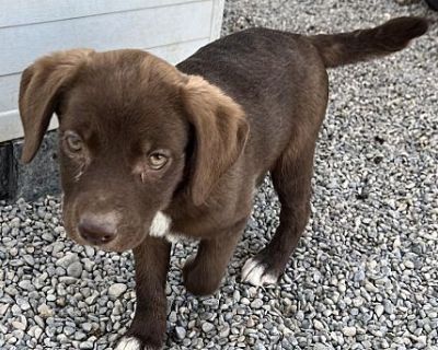 Louie (Liter 332 P2) - Chihuahua/Mixed Breed (Medium) Mix Male Puppy for Adoption