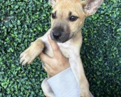 Health Vaccinations up to date.. Puppy Male Small Yellow / Tan / Blond / Fawn