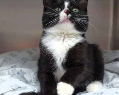 Hallo - Domestic Short Hair Female Cat for Adoption