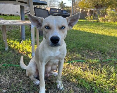 Lizzy - Carolina Dog Mix Female Dog for Adoption