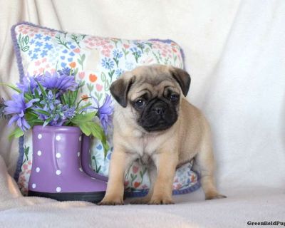 Hunter - 20 Weeks Male Pug Puppy for Sale