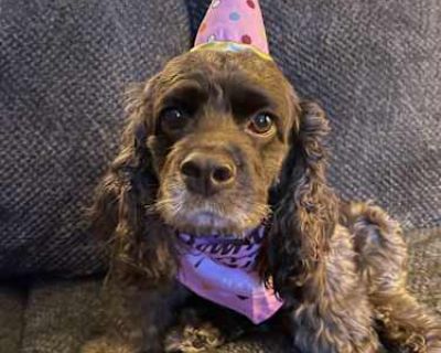 Charlie - American Cocker Spaniel Female Dog for Adoption