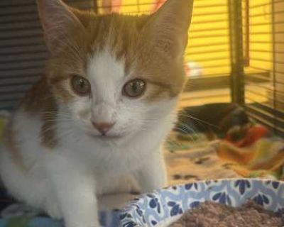 You can meet this furry feline friend at The PURRfect Match Adoption Center in Andover, MN. We typically have around 20 adoptable cats on site each one eager to meet their new family. Our visiting hours are Tuesdays & Thursdays from 3 7 PM and Saturdays from 10 AM 2 PM. 14033 Round Lake Blvd NW, Andover, MN. Good with kids Good with cats Purebred Shots current Spayed / Neutered Housetrained. Br...