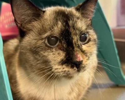 Senior. Cream or ivory. Hair: short. Microchipped. Hi, I m Lola a gorgeous cream-colored kitty with dreamy blue eyes and a heart full of love! At 9 years young, I may have a little more wisdom under my paws, but I m just as snuggly, playful, and affectionate as ever. I adore quiet cuddles, gentle pets, and being pampered by my people. If you re looking for a sweet, elegant companion to fill you...