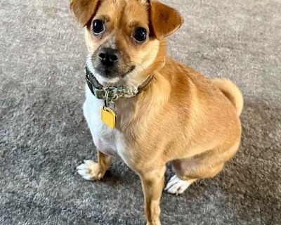 Pipsqueak - Jack Russell Terrier Male Puppy for Adoption