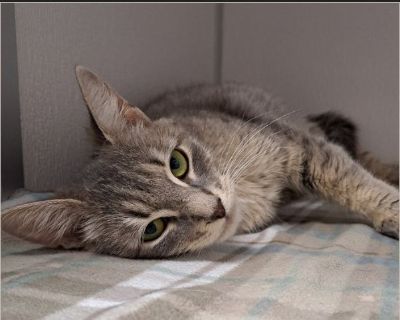 Juniper - Female Kitten Domestic Cat for Adoption