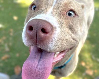 Smiley - Terrier Mix Female Dog for Adoption