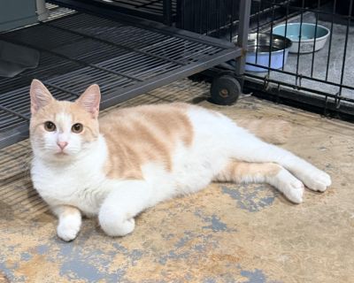 ? Meet Luca the Bob-Tailed Heart-Melter! ? Say hello to Luca, a 5-month-old light orange and white bob-tailed boy who s as sweet as he is handsome. This chubby little gentleman is well on his way to becoming a big, beautiful cat he absolutely loves his food and never misses mealtime! Luca is pure affection in feline form. He loves being carried, so don t be surprised if he melts into your arms ...