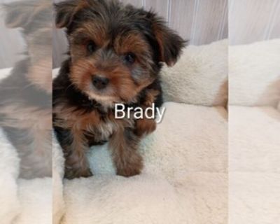 Brady - Male Yorkshire Terrier Puppy for Sale