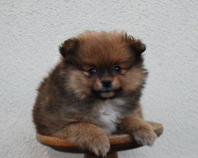 Pomeranian puppies Kelowna $1400