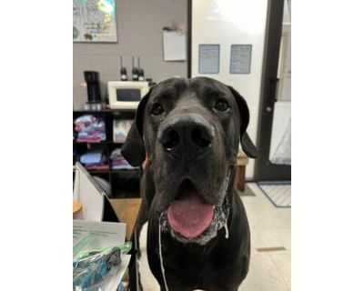 Timothy Mouse - Great Dane/Mixed Breed (Medium) Mix Male Dog for Adoption