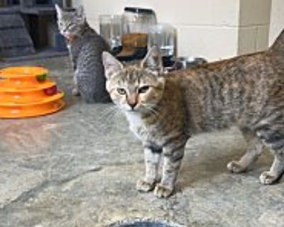 Capri - American Shorthair Female Kitten for Adoption