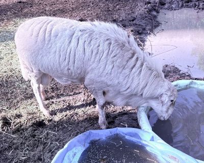 Sheep