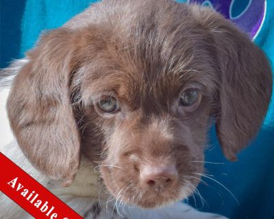 AVAILABLE SOON! I haven t arrived at the adoption center just yet - I m getting ready for adoption! Please fill out an adoption application if you d like to meet me once I m available. Born: September 15, 2025 I am looking for my forever home. Adoption Donation: $700 My litter includes: Valor, Vigor, and Virtue All dogs are microchipped, neutered, current on all vaccines, heartworm tested (if a...