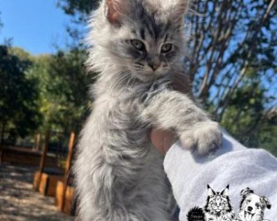 Show quality. Breeding not allowed. Registered. Kittens are given a 1 year health guarantee if contract is followed. First round of vaccine record will be provided. Our kittens are Tica registered & will receive registration paperwork once you have provided neutering information from your veterinary- shot records. I do NOT sell breeding right for our kittens. Hey all you cool cats & kittens!! W...