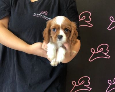 Rare Cavalier King Charles Puppy For Sale