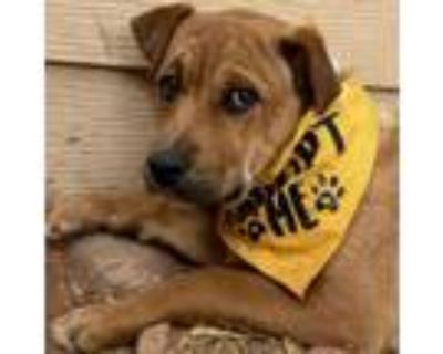 Adopt Porcini a Mixed Breed
