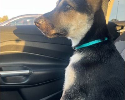 Bear - Male Puppy German Shepherd for Adoption