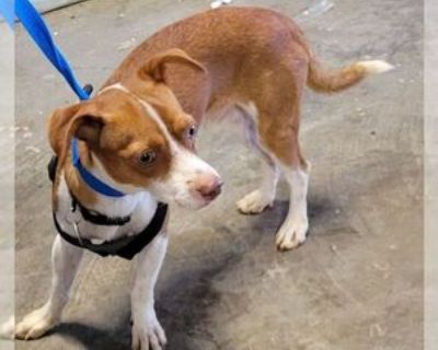 Adult * Location Carrollton, TX, 75011 USA USA *. Dog Breed: Jack Russell Terrier / Mixed (short coat). BREED-Jack Russell Terrier Mix; SEX-Male; SIZE-Small; WEIGHT-13 lbs.; AGE-Approximately 1 Years; SPAY/NEUTER-Yes; HOUSETRAINED-Currently Uses Doggie Door; GOOD WITH KIDS-Yes; GOOD WITH DOGS-Yes; GOOD WITH CATS-Unknown; HISTORY-Rescued From A Local Shelter; ADOPTION FEE-$300; Meet Alvin, the c...