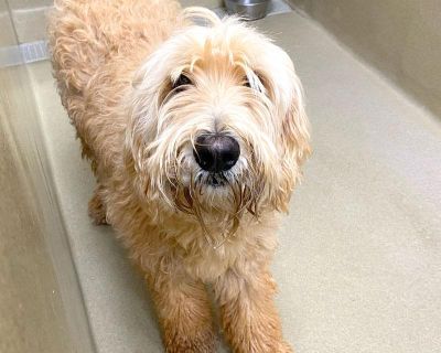 Monty #21258 is a white male Doodle mix. He is approximately 2 years old. He has been neutered. He was surrendered by the owner. Monty #21258 is available for adoption! If interested, complete an adoption application. He appears to be well socialized. Owner advised he does well with children. Owner stated he is good with other dogs. Owner advised that he is good with cats.. Coat length Medium H...