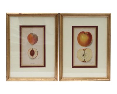 Antique Department of Agriculture Framed Botanical Apple and Peach Lithographs-a Pair