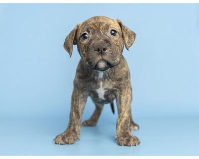 CASH - American Pit Bull Terrier Male Puppy for Adoption