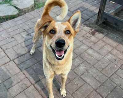 Xander - Cattle Dog Mix Male Dog for Adoption