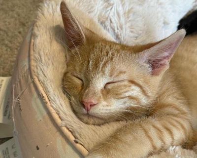 Merry - Domestic Shorthair Female Kitten for Adoption