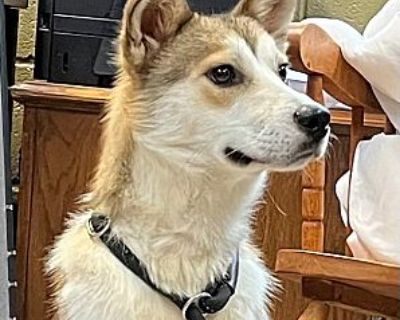 Oberon - Husky/Mixed Breed (Medium) Mix Male Dog for Adoption