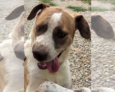 Pip - Border Collie-Pointer Mix Male Adult Dog for Adoption