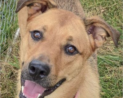 Born: December 10, 2023 I am 48lbs, and I am looking for my forever home. Adoption Donation: $400 Meet Charles! This handsome Labrador/German Shepherd mix is looking for his forever home! Charles is a friendly, intelligent pup who gets along well with other dogs. He already knows the 'sit' command and is eager to learn more. Could Charles be the perfect new addition to your family? All dogs are...