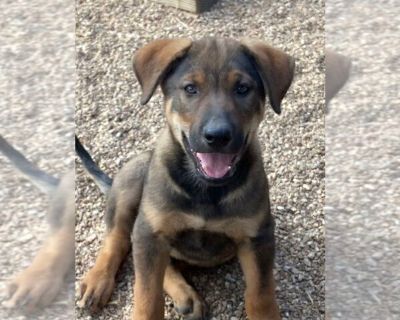 Aston - German Shepherd Dog Mix Male Puppy for Adoption