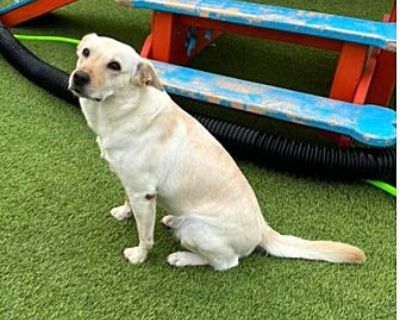 Birdie - Labrador Retriever Female Dog for Adoption