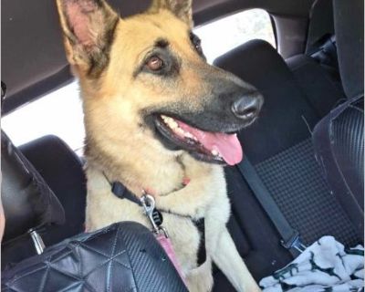 Gabby - Male Puppy German Shepherd for Adoption