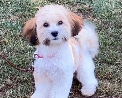 Jasmine is the sweetest little girl you will ever meet! She is a Shichon or what many people know as a Teddy Bear. She is extremely calm and low energy and a very intelligent baby. Jasmine is 7 lbs and has a gorgeous coat. Jasmine loves to snuggle and be held. She walks politely on the leash and is fully crate tranined. She is also doing excellent on her house training. Jasmine comes spayed, mi...