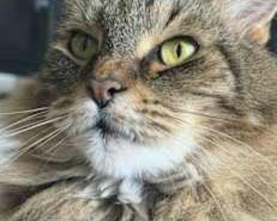 Loki - Domestic Mediumhair Male Cat for Adoption
