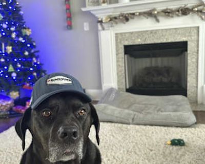 Mya - Cane Corso Female Dog for Adoption